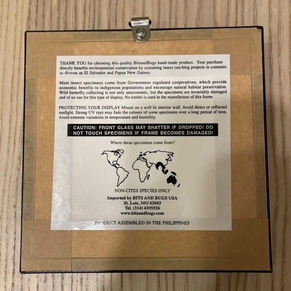 Real Taxidermy Butterfly Specimen Desk Wall Decoration Nature Great Orange Tip - Picture 6 of 7